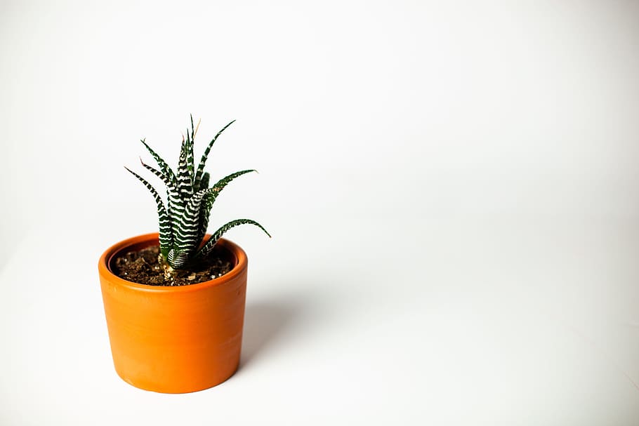 Green Potted Zebra Cactus Plant, beautiful, blur, bright, color HD wallpaper