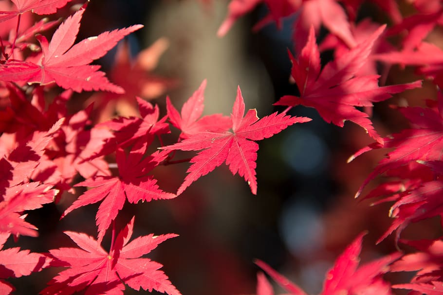 leaf, nature, fall, flora, season, color, outdoors, garden HD wallpaper