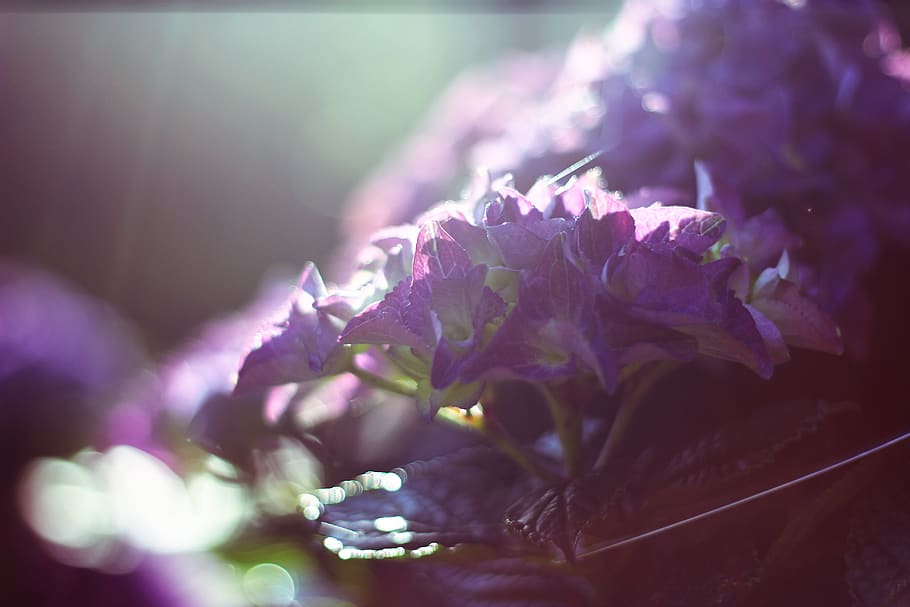 netherlands, breda, summer, spider, foggy, hortensia, spring HD wallpaper