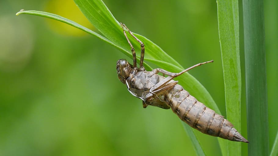 nature, dragonfly, exuvia, animal themes, animal wildlife, one animal HD wallpaper