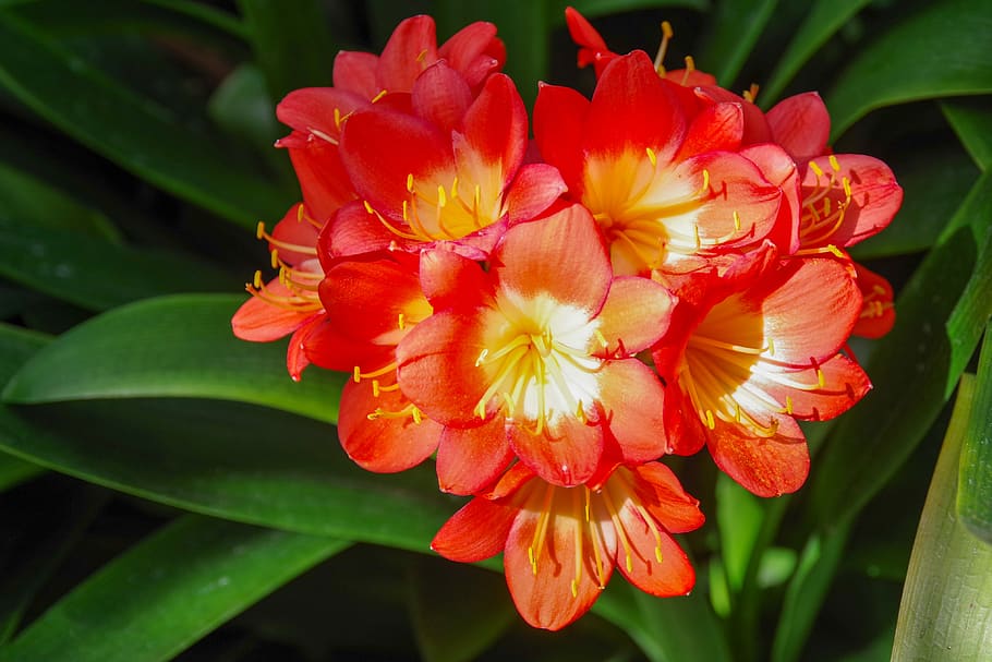flower, beautiful, red, thriving, botanical, flowering plant HD wallpaper