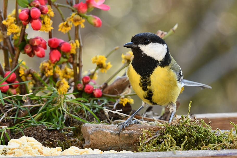 titmouse, bird, colors, flowers, spring, animal themes, animal wildlife HD wallpaper