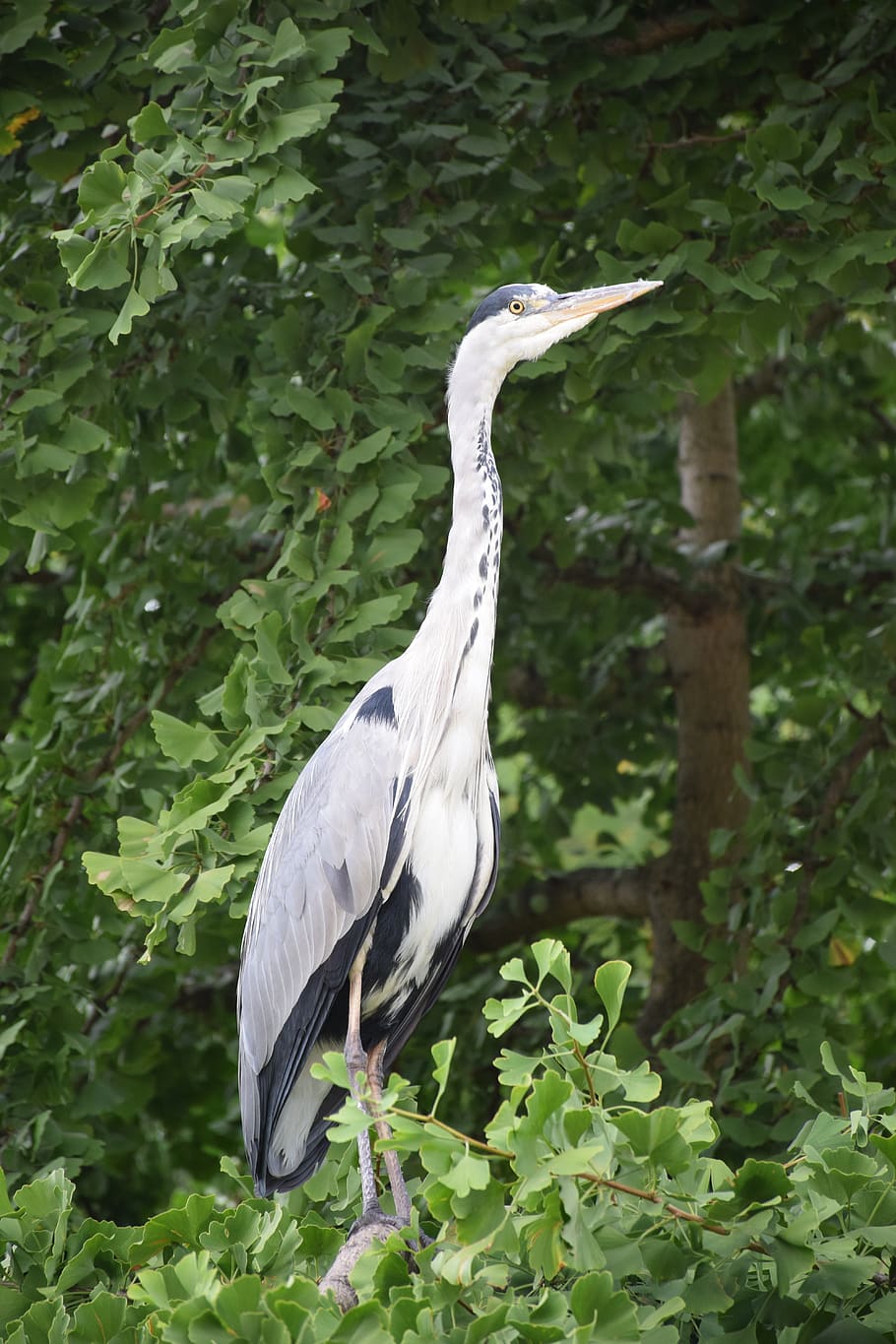 heron, gray, grey heron, bird, wader, eggs, beak, feather, available HD wallpaper