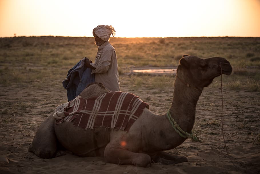 man riding camel on sand, mammal, one person, domestic animals HD wallpaper