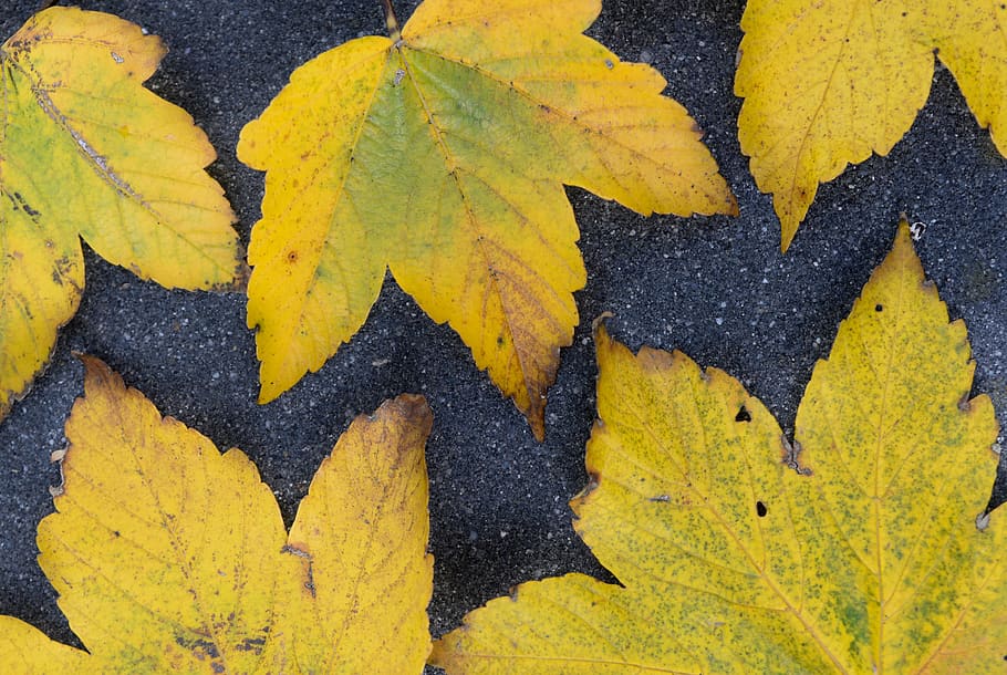 yellow, leaves, leaf, nature, colorful, pattern, plumage, autumn HD wallpaper