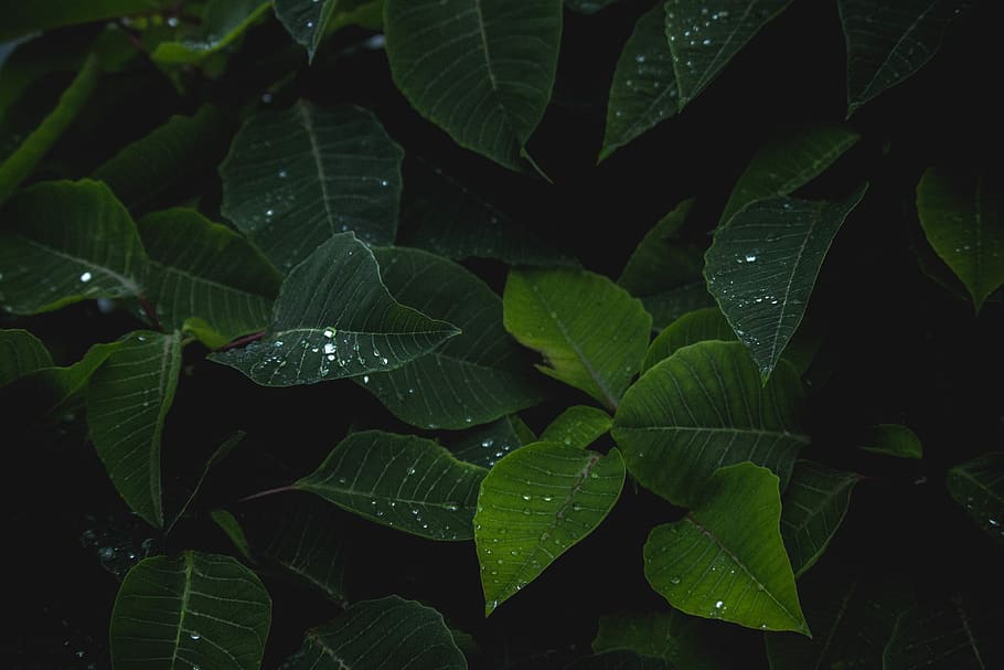 water, leaf, leafs, of, perspiration, dark green, hi res, waterdrops