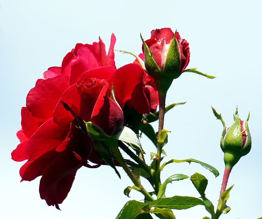 rose, red, flower, blossom, bloom, roses, flora, floribunda HD wallpaper