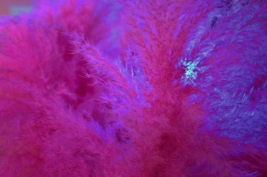 quill, feather, softness, wallpaper, texture, lights, pinkymood HD wallpaper