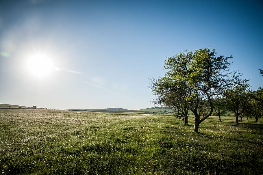 romania, viscri, landscape, trees, fields, rural, sunshine HD wallpaper