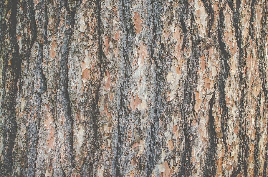 tree, texture, bark, backgrounds, full frame, textured, pattern HD wallpaper