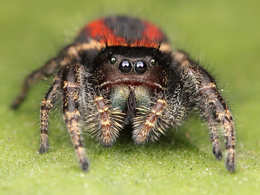jumping, spider, animal, insect, nature, animal themes, animal wildlife HD wallpaper