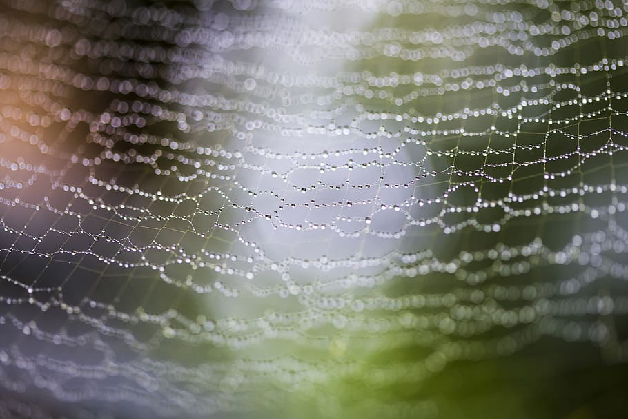 Wet netted material., spider web, close-up, fragility, no people HD wallpaper