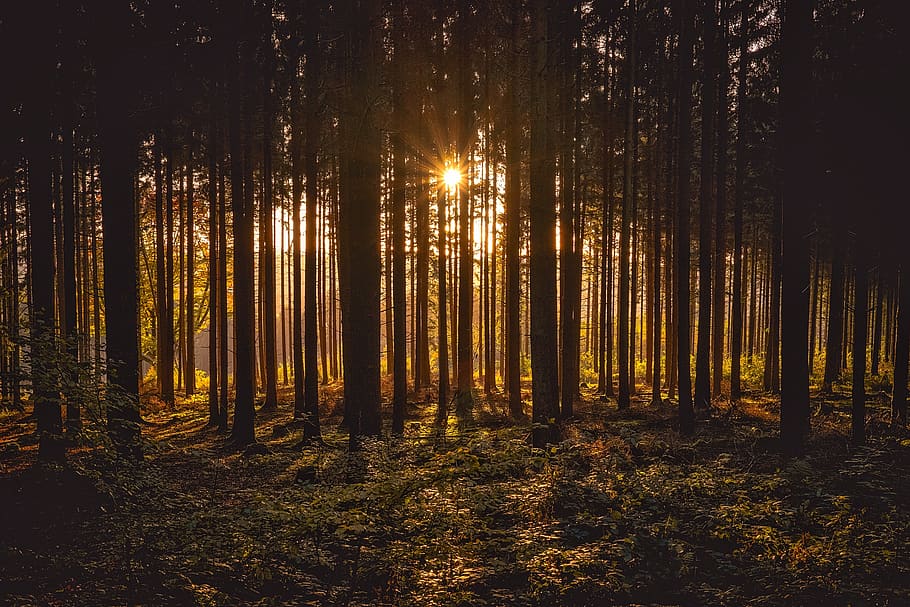 View of Black Trees and Sun, dawn, fog, landscape, mist, nature HD wallpaper