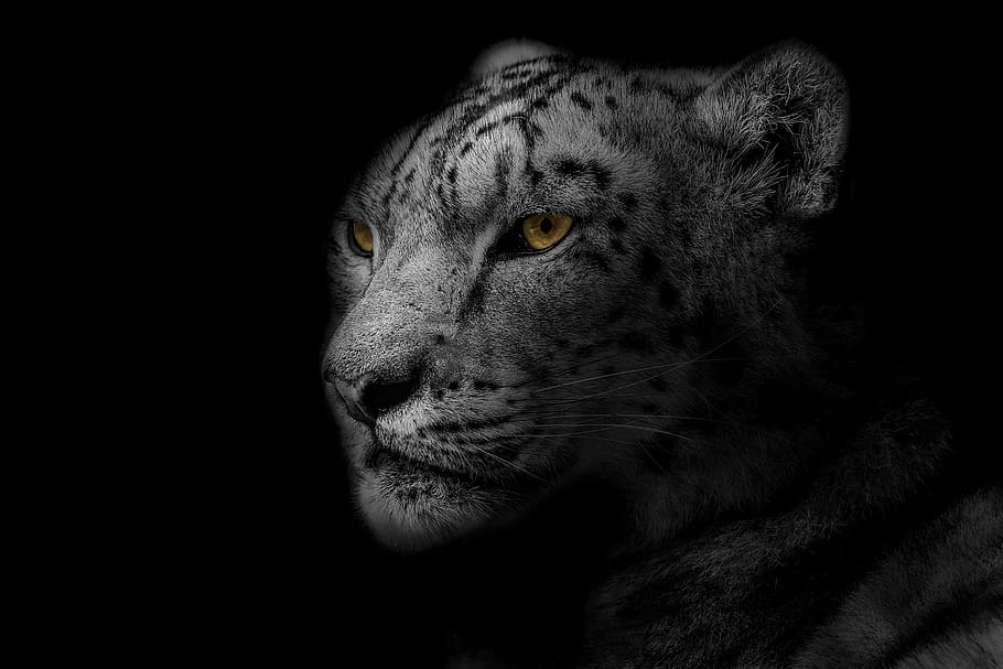 leopard, animal, design, nature, wild, safari, wildlife, cat HD wallpaper