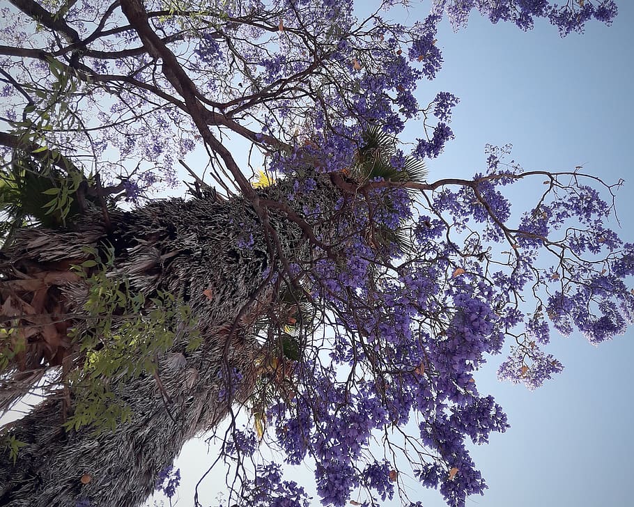 plant, tree, flower, blossom, cherry blossom, santiago de querétaro HD wallpaper