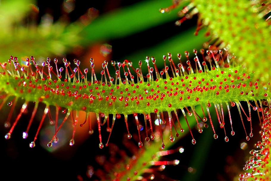 plant, drosera, predators, macro, sticky, selection, nature HD wallpaper
