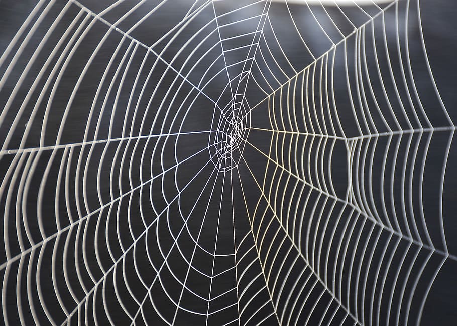 cobweb, spider, nature, animal, fabric, close up, animal world HD wallpaper