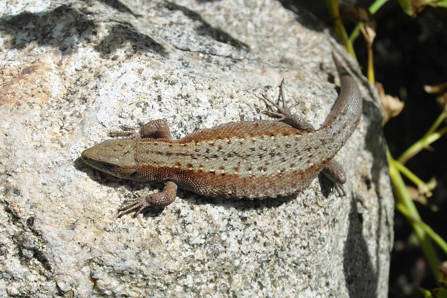 the lizard, gad, animals, stone, figure, animal themes, animal wildlife HD wallpaper