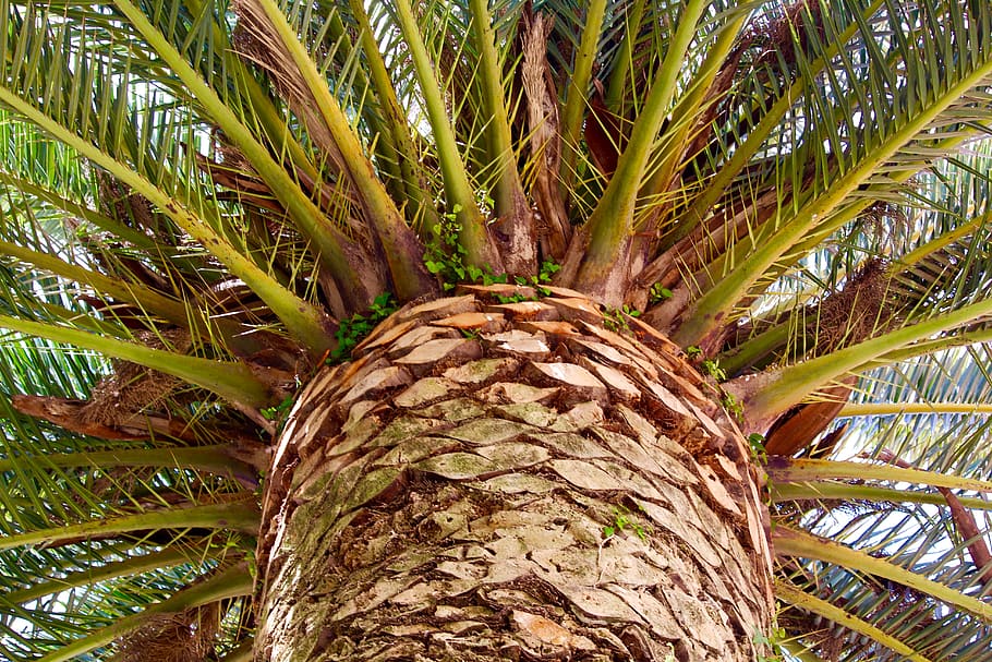 croatia, split, beach, palm tree, green, sun, summer, plant HD wallpaper