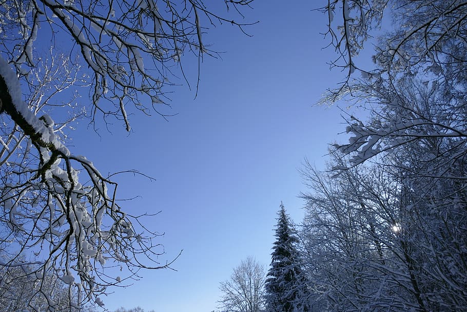 winter, tree, woods, forest, february, ice, snow, sky, blue HD wallpaper