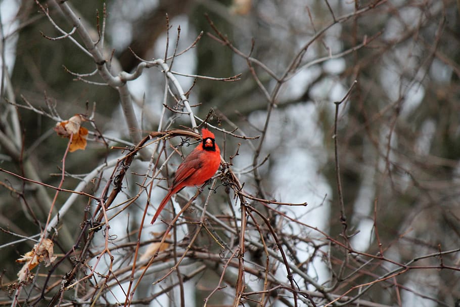 nature, cardinal, red cardinal, red bird, forest, lake, trees HD wallpaper