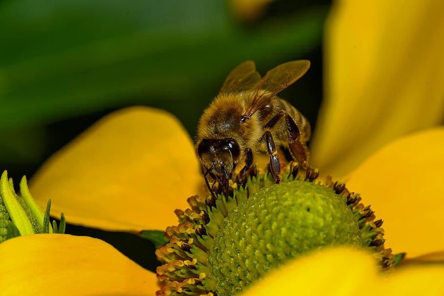 bee, blossom, bloom, garden, yellow, honey bee, summer, insect HD wallpaper