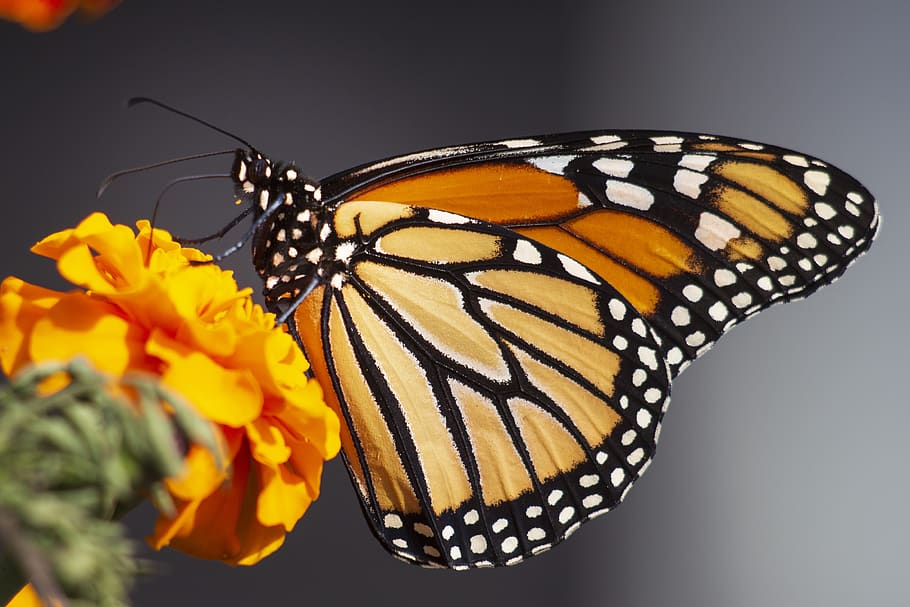 butterfly, wings, monarch, insect, animal, nature, summer, butterflies HD wallpaper