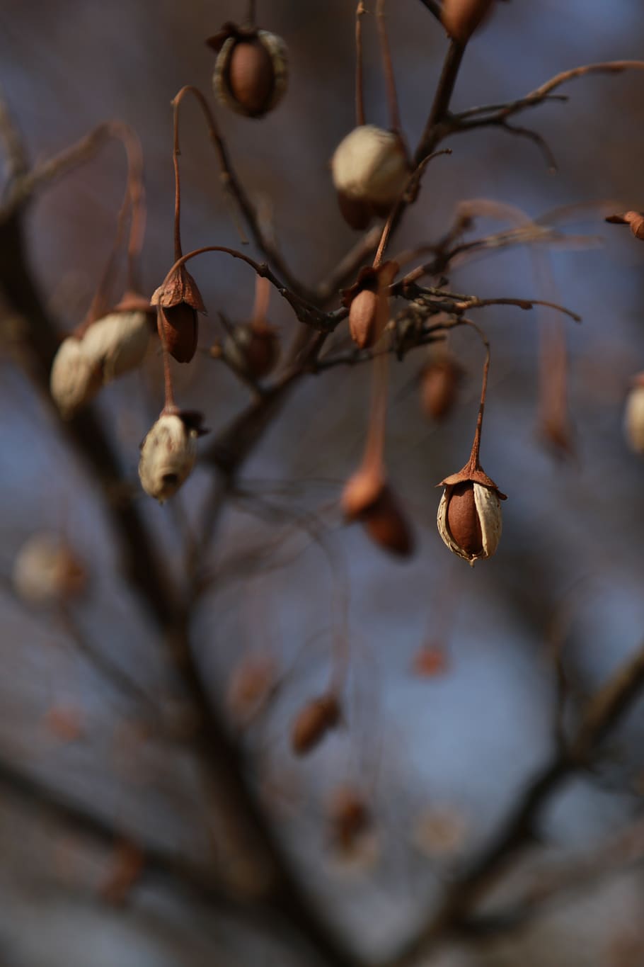 fruit, autumn, nature, brown, peel, acorn, plant, close-up HD wallpaper