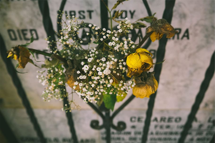 flowers, gate, plant, flowering plant, beauty in nature, yellow HD wallpaper