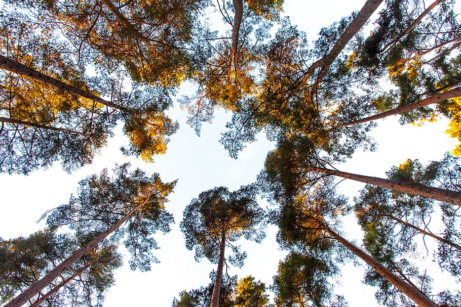 trees, treetops, forest, plant, low angle view, sky, growth HD wallpaper