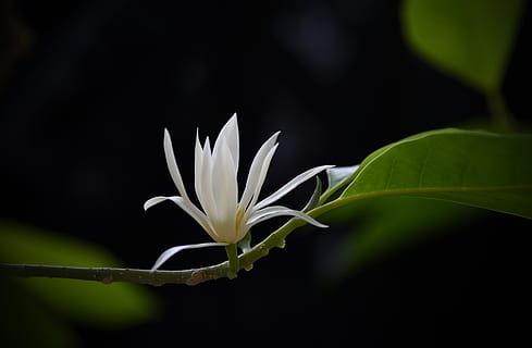 flowers, white, fragrant, tree, incense, aroma, hoa ngoc lan HD wallpaper