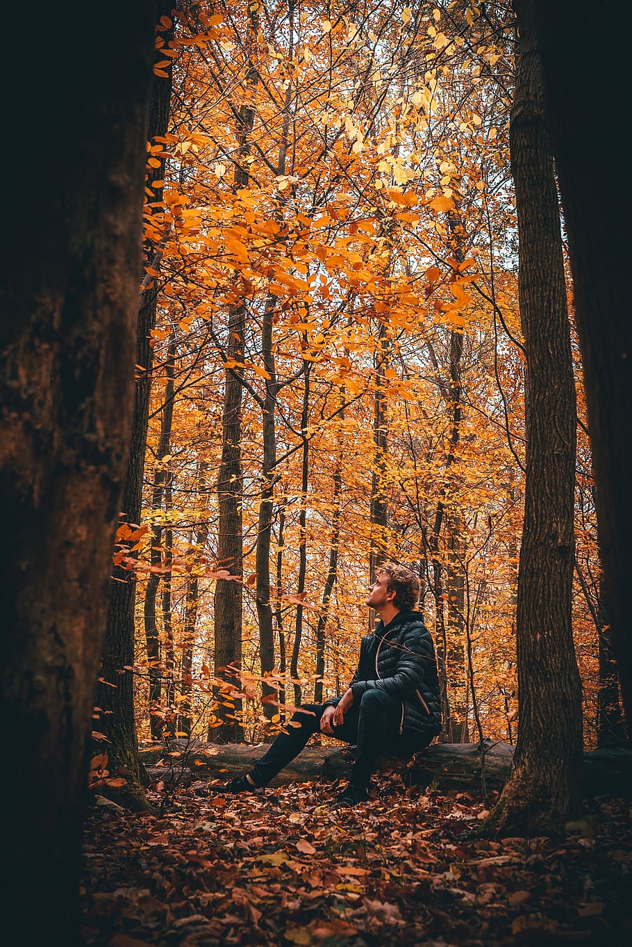 man sitting on fallen log between tree line, autumn, forest, one person HD wallpaper