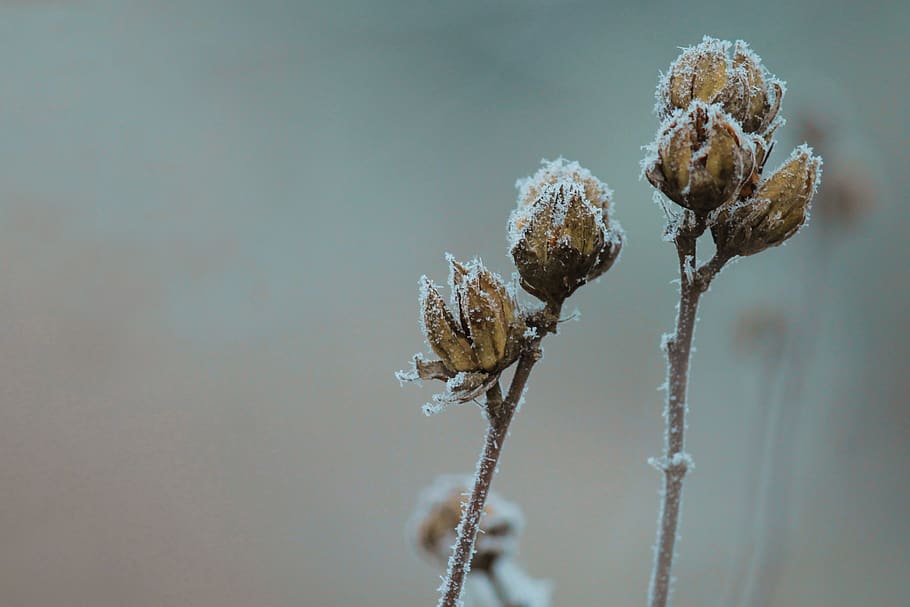 brown flower, close-up, plant, fragility, nature, focus on foreground HD wallpaper