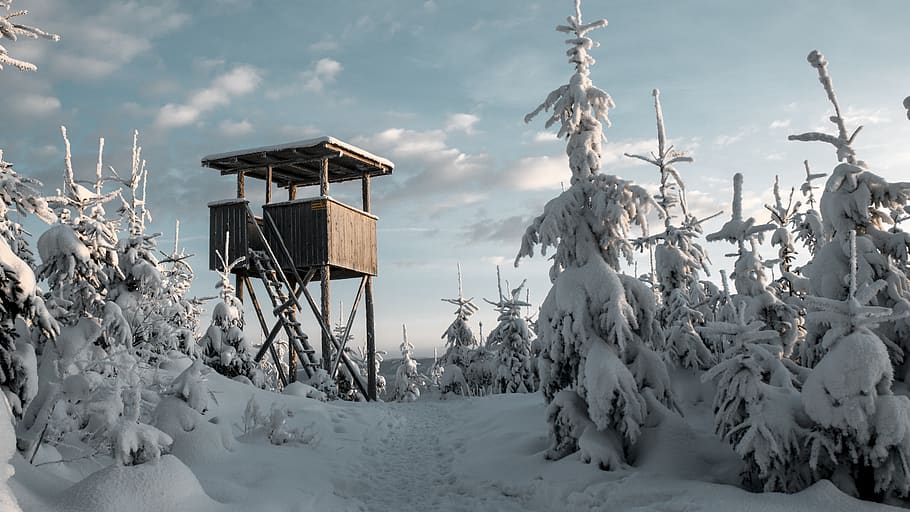 forest, snow, mountain, sky, winter, clouds, landscape, mountains HD wallpaper