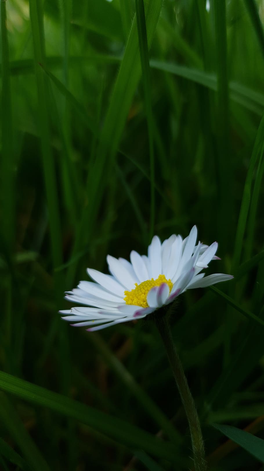 plant, flowering plant, freshness, fragility, vulnerability HD wallpaper