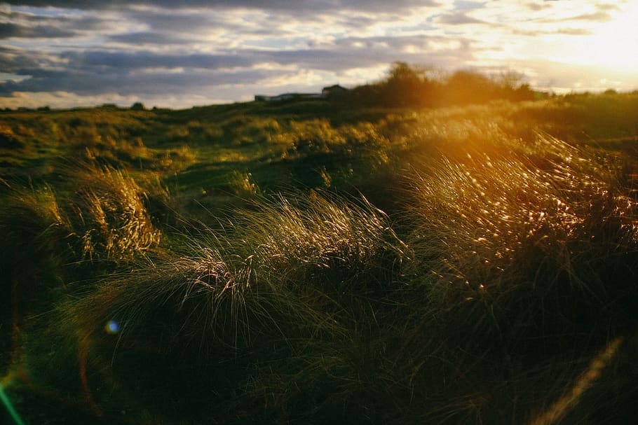 grass field, plant, flare, nature, outdoors, light, grassland HD wallpaper