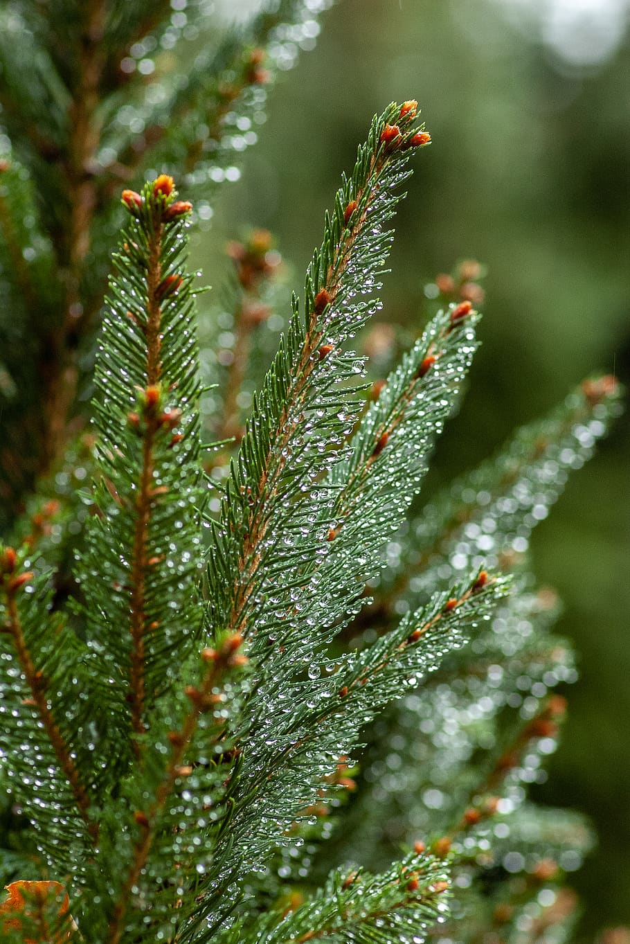 green leafed plant, growth, green color, close-up, beauty in nature HD wallpaper
