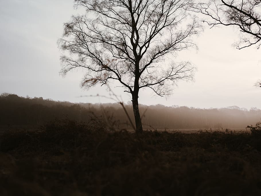 leafless tree near mountain, nature, plant, outdoors, weather HD wallpaper