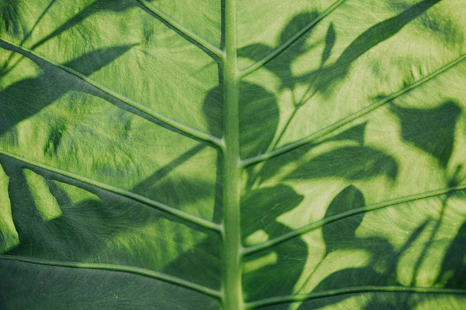 green-leafed plant, green color, plant part, no people, growth HD wallpaper