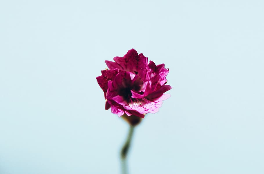 flower, flowering plant, vulnerability, fragility, beauty in nature HD wallpaper