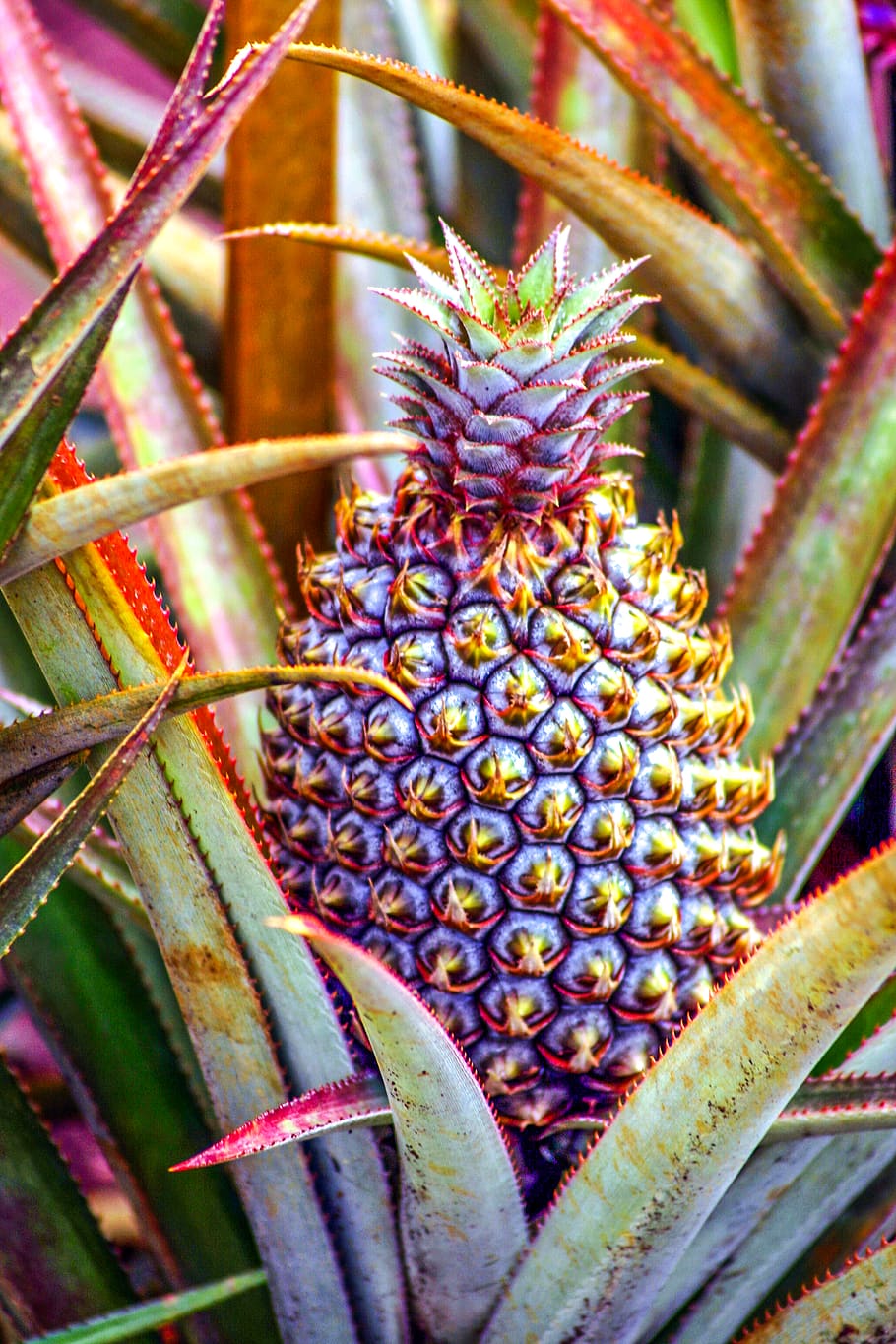 Гавайи ананас