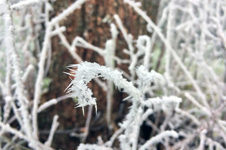 frost, aesthetic, cold, nature, frozen, branch, snow, crystals HD wallpaper