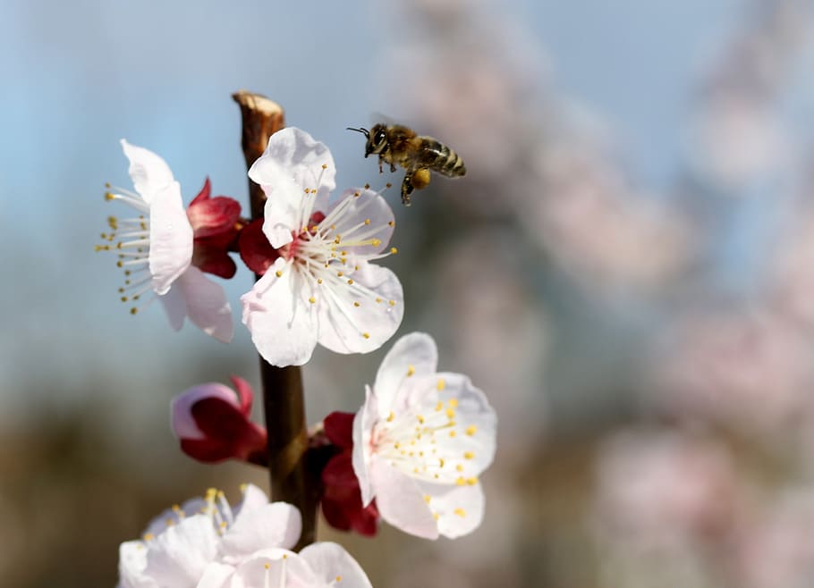 flowers, bee, white, casey, tree, spring, nature, botanical HD wallpaper