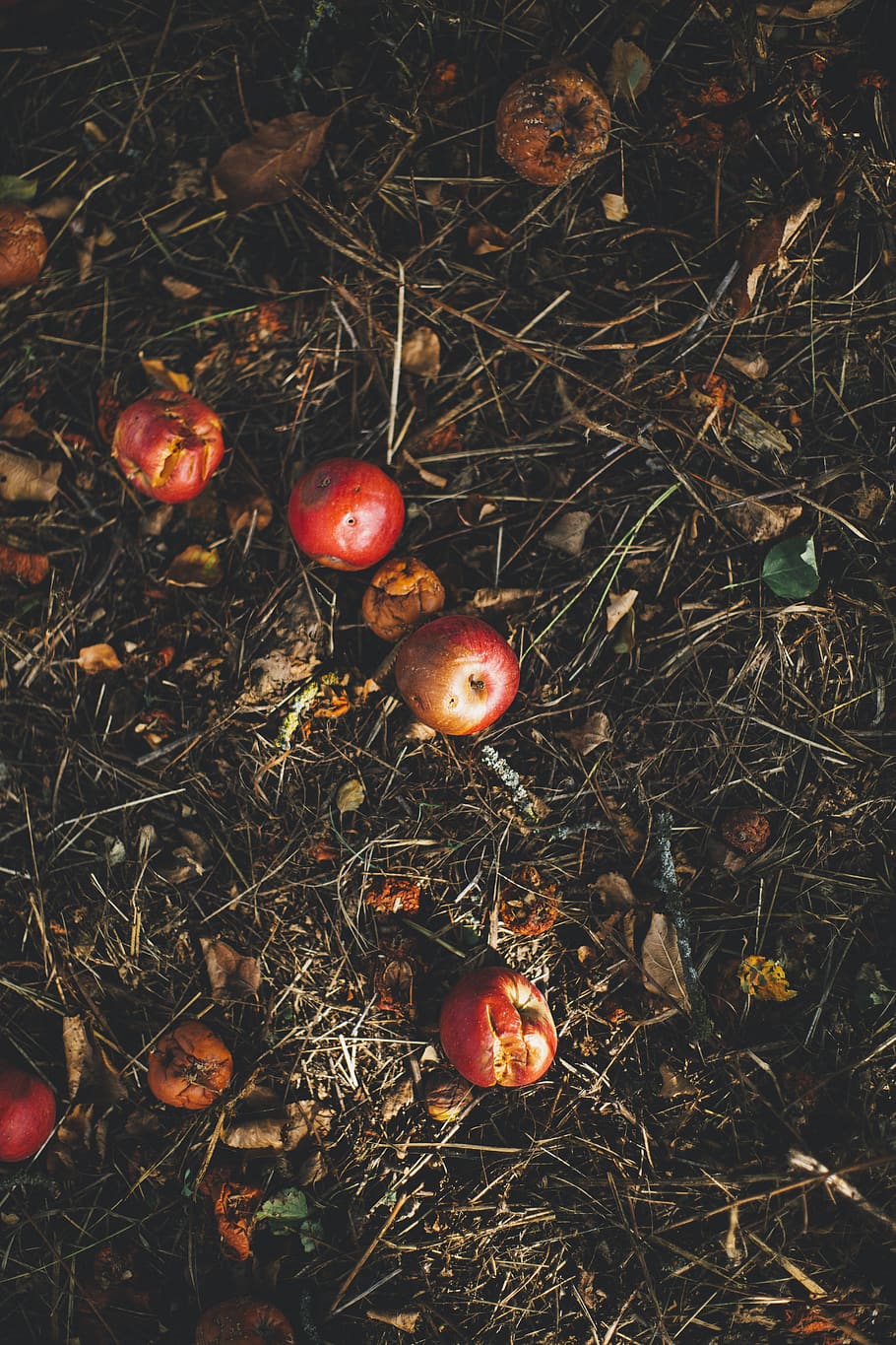 kerson fruit on grass, plant, apple, flora, food, produce, germany HD wallpaper