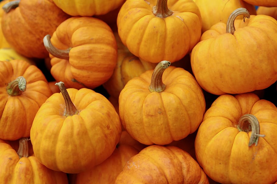 pumpkin, orange, halloween, autumn, fall, food, thanksgiving, HD wallpaper