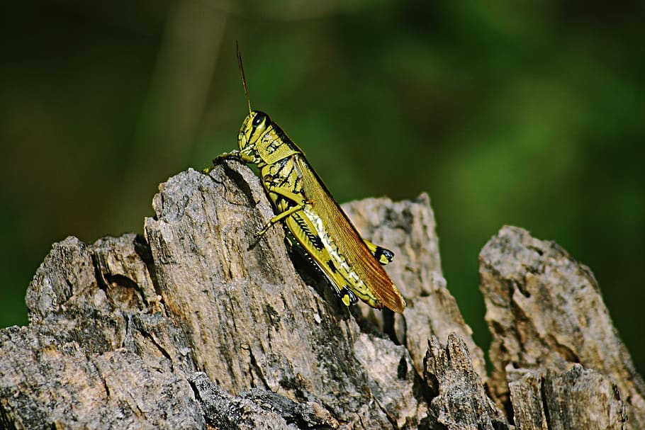 green and brown grasshopper, insect, animal, invertebrate, cricket insect HD wallpaper