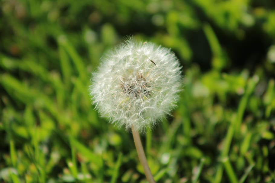 dandelion, fluff, leon, nature, flowers, spring, natural, summer HD wallpaper