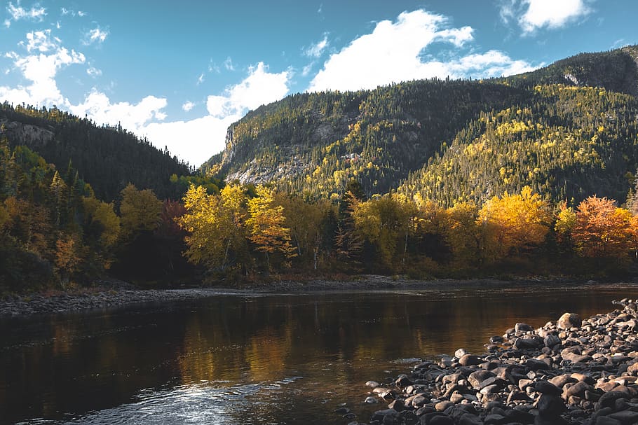 river and forest, tree, plant, fir, abies, water, nature, conifer HD wallpaper