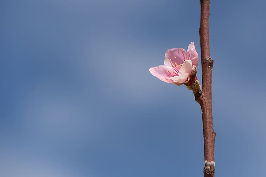 flower, pink, blue, spring, beautiful, blossom, bloom, summer HD wallpaper