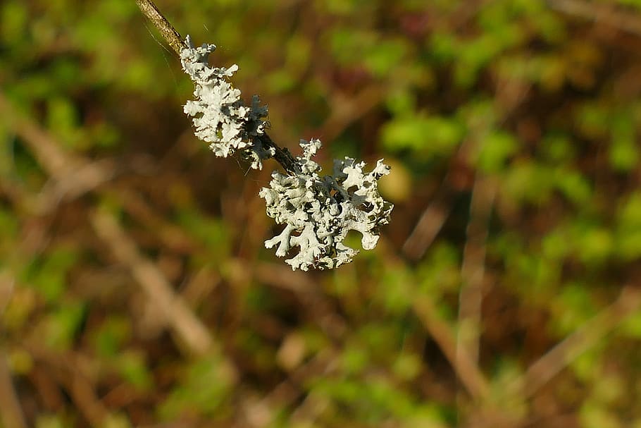 branch, bush, mold, flora, garden, plant, flower, flowering plant HD wallpaper